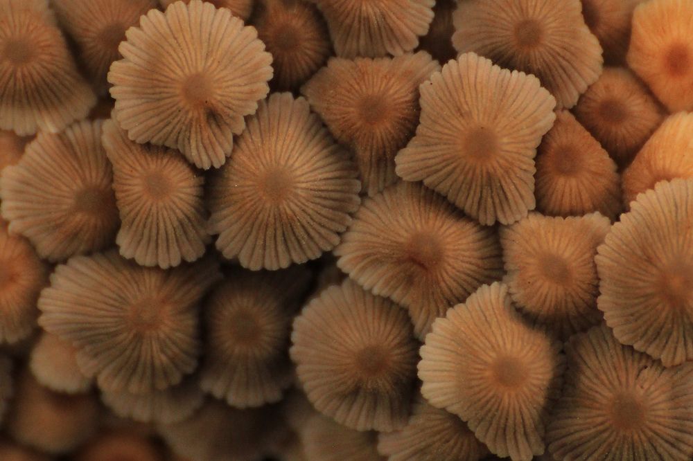 Small fungus family