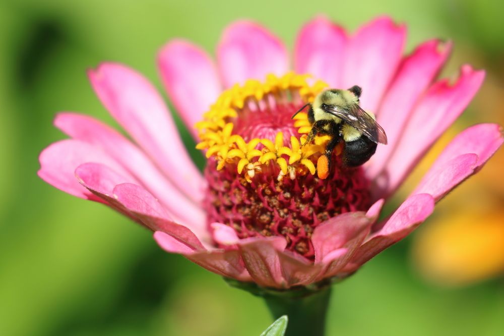 Bee with Pollen "Saddlebags" on a Zinnia flower.