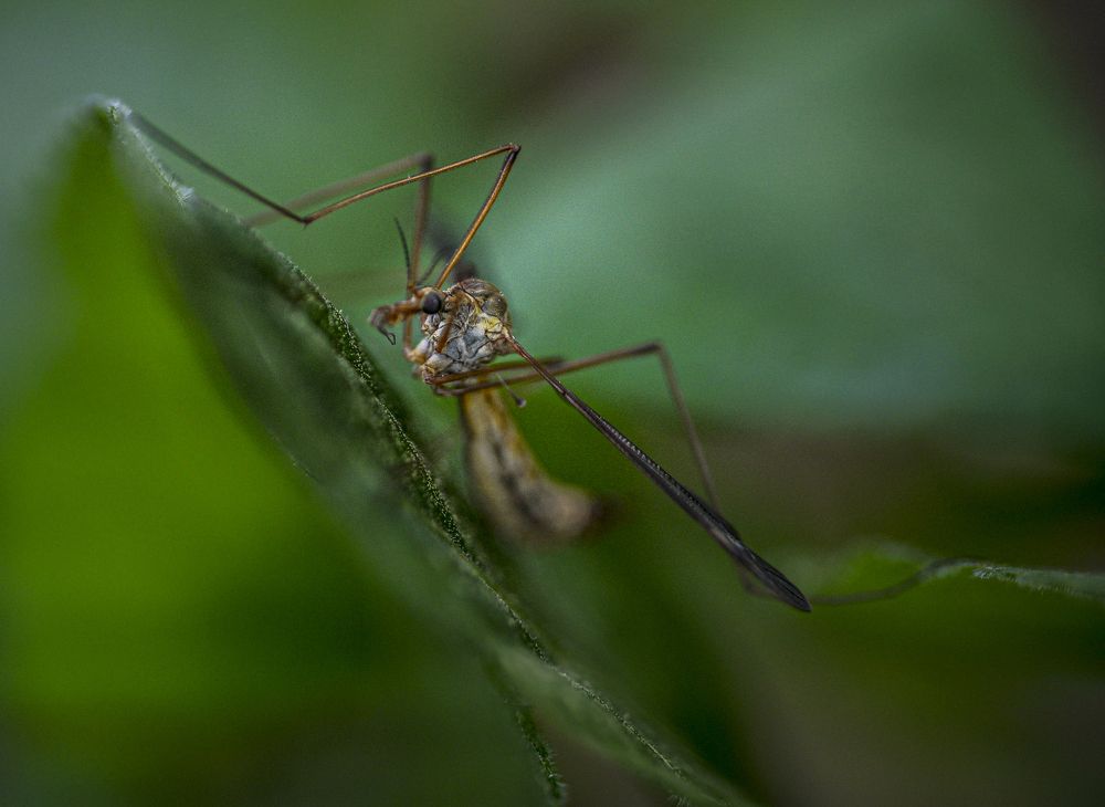 Photograph by Milan Gabarić