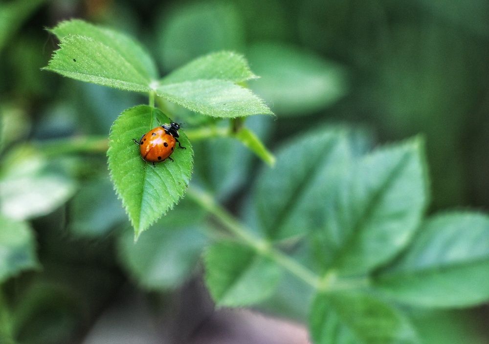 Photograph by Sherko Bahmani
