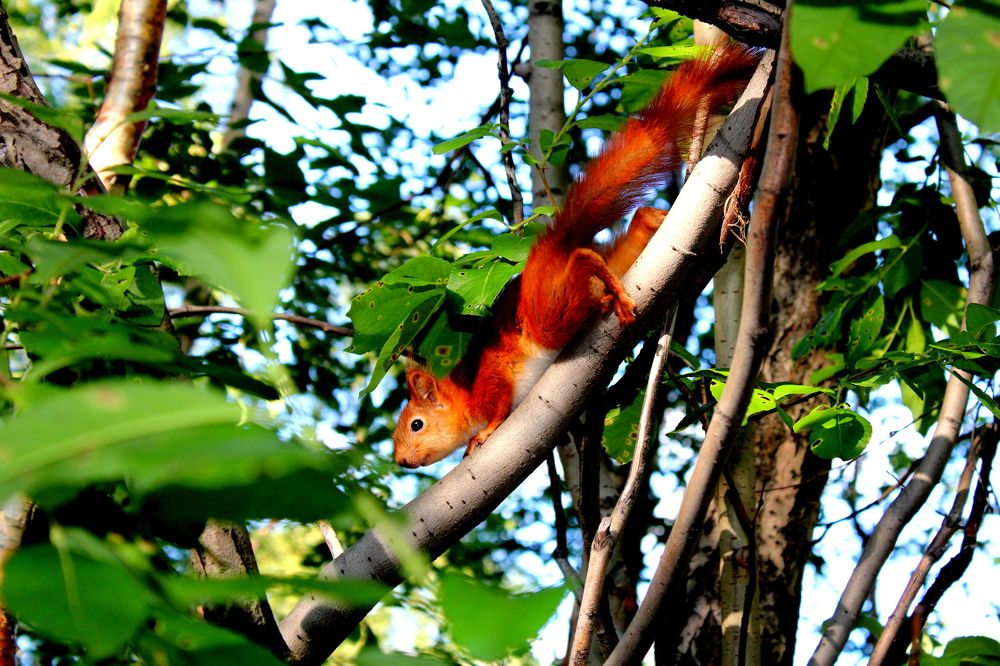 Photograph by Ирина Чечкина