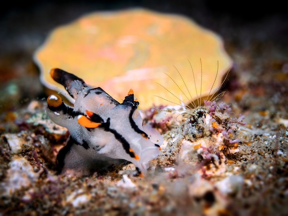Pikachu Nudibranch