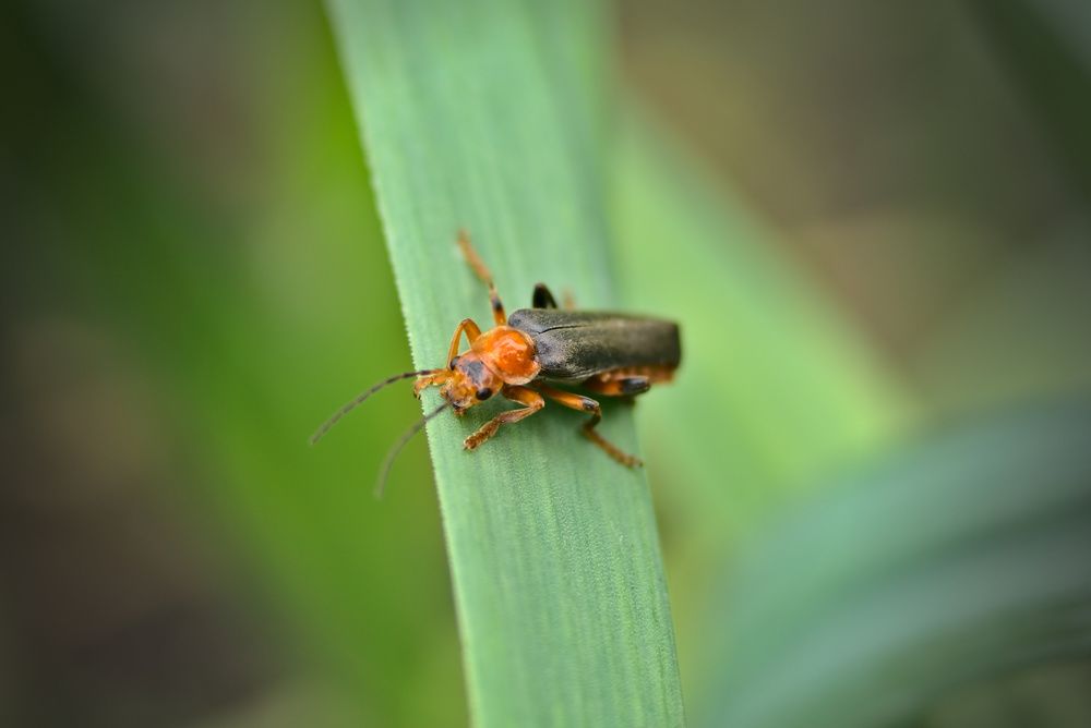 Photograph by Олег Каракин