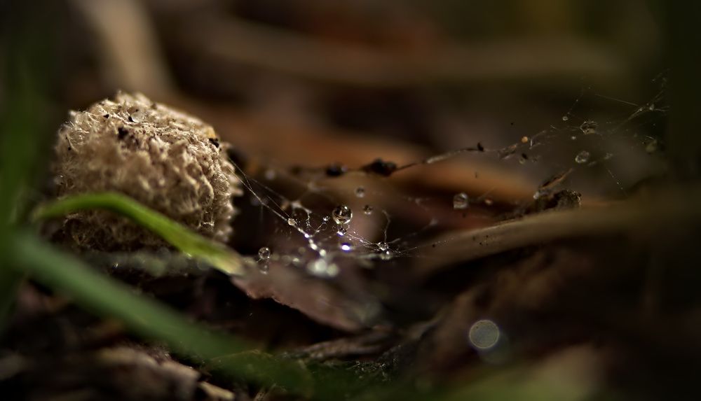 Photograph by Олег Каракин