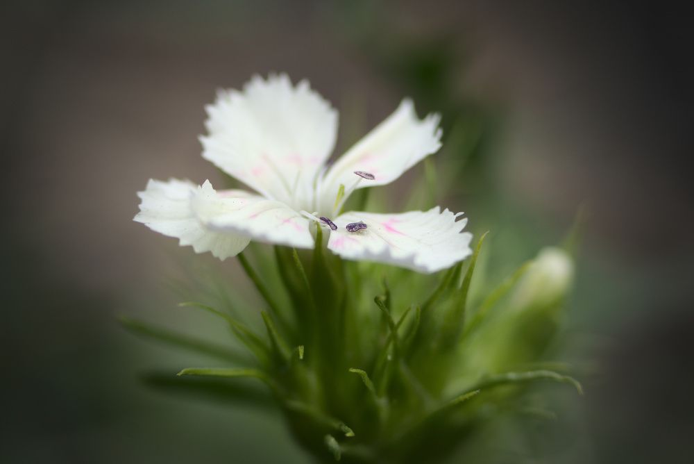 Photograph by Олег Каракин