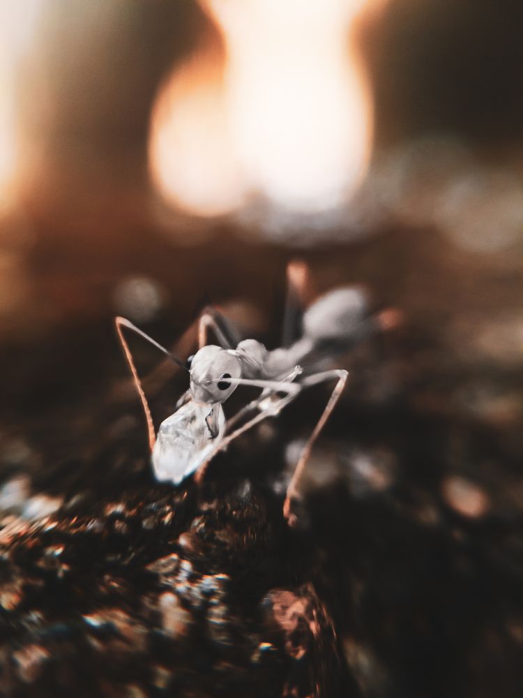 Photograph by Ratheesh Aadithiya