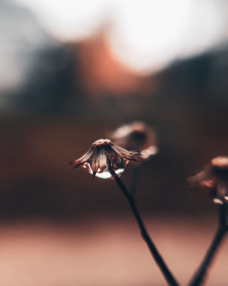 Photograph by Ratheesh Aadithiya