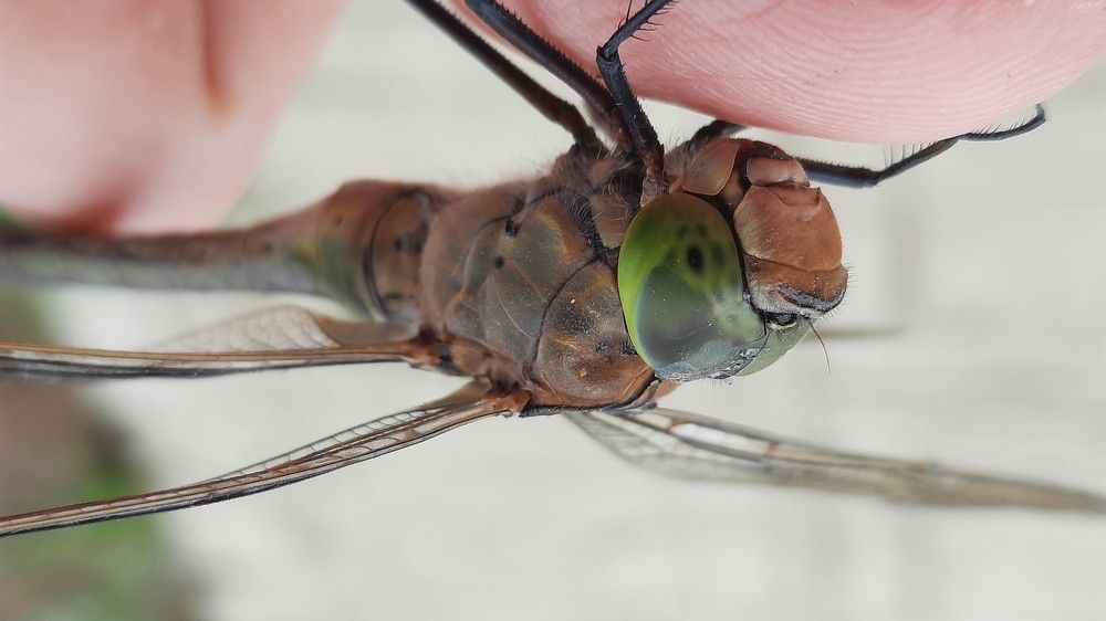 Photograph by Ирина Бочарова