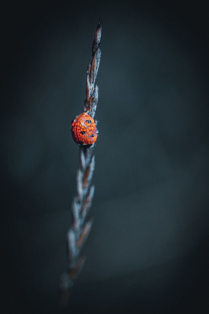 Photograph by Dzintra Zvagina