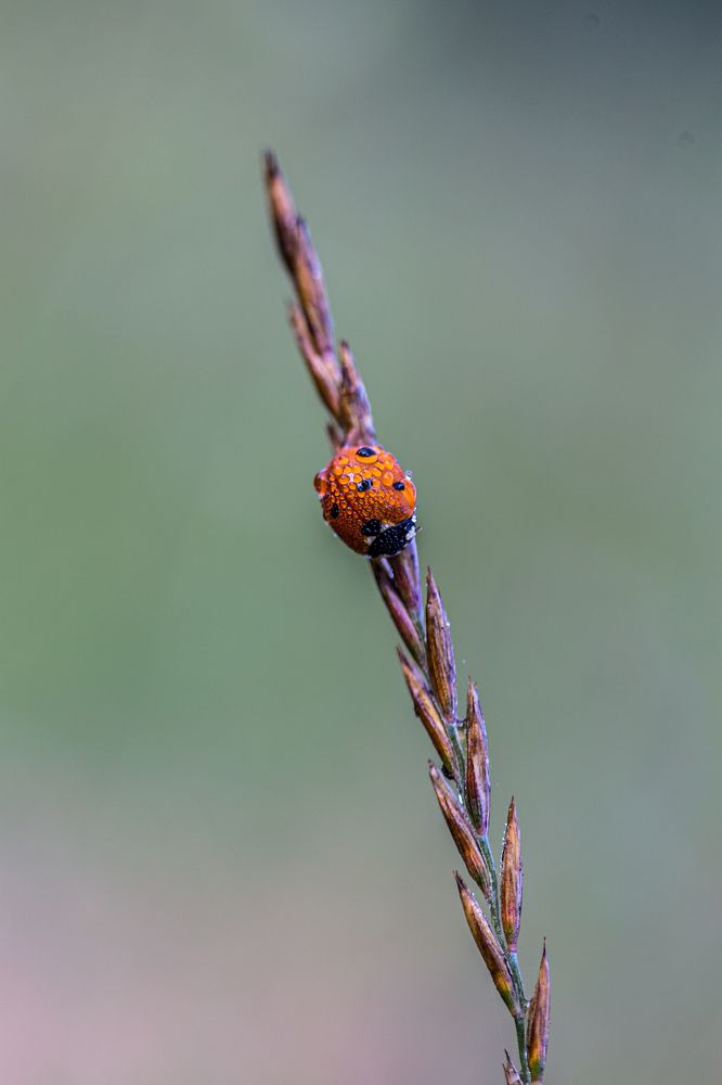 Photograph by Dzintra Zvagina