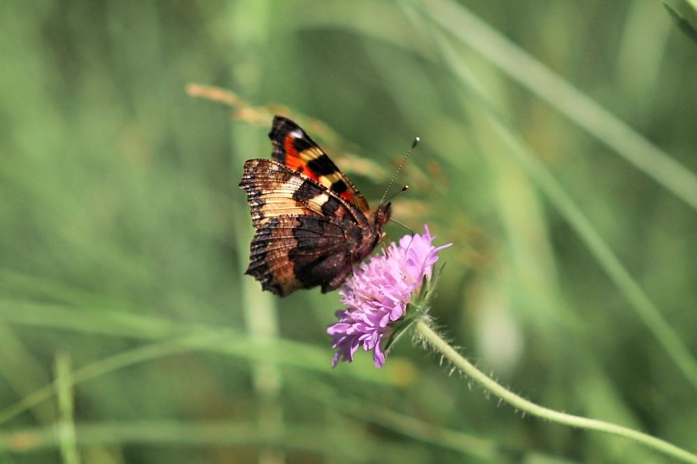 Фотография автора Ольга Лебедева