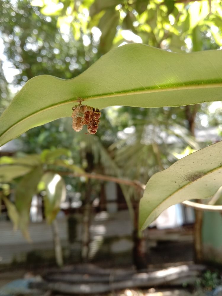 Photograph by Sumon Barman