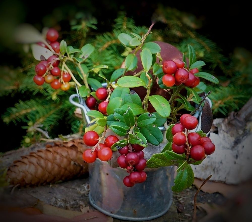 Photograph by Марина Безенкина