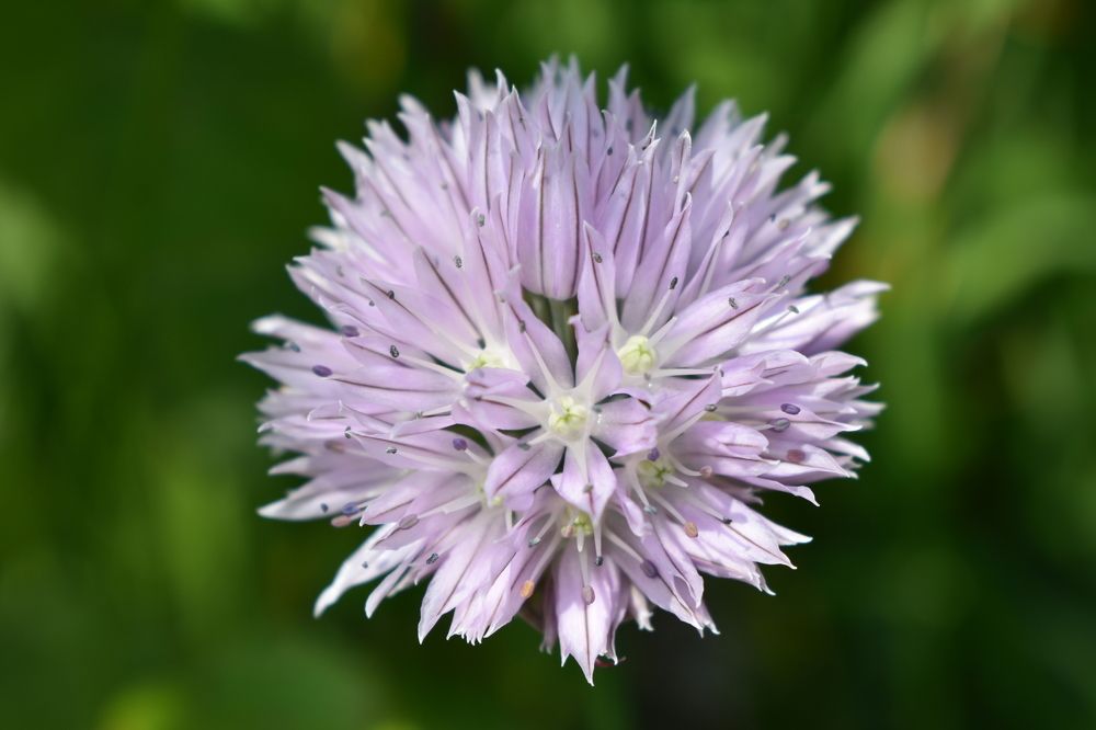 Побережье реки Бельсу.