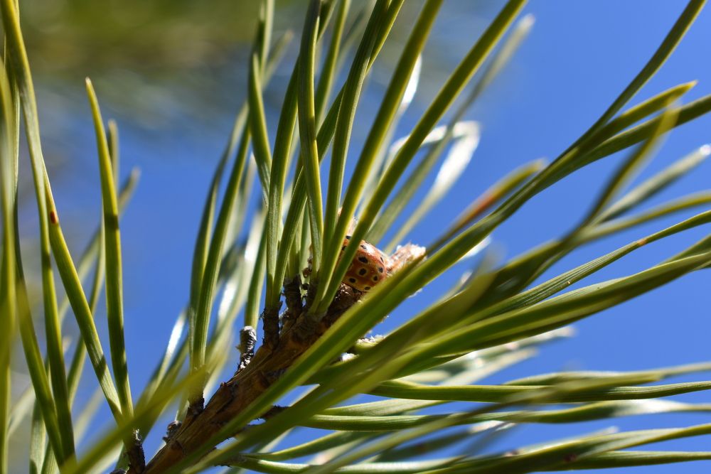 Природа иногда удивляет простой красотой...