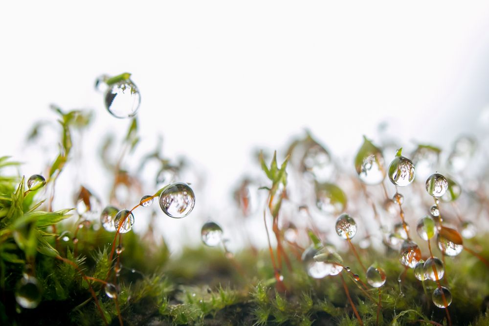 Photograph by Сергей Поляченко