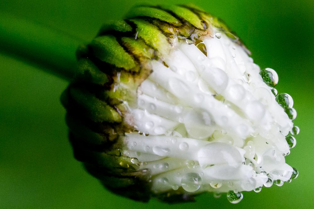 Photograph by Сергей Поляченко