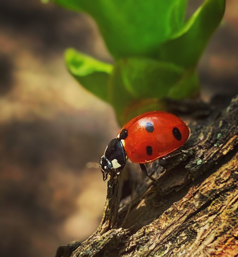 Photograph by Ольга Скиба