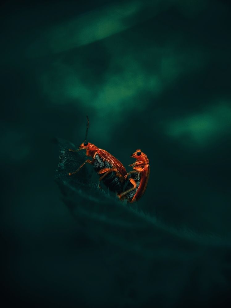 Photograph by PRABAGARAN V