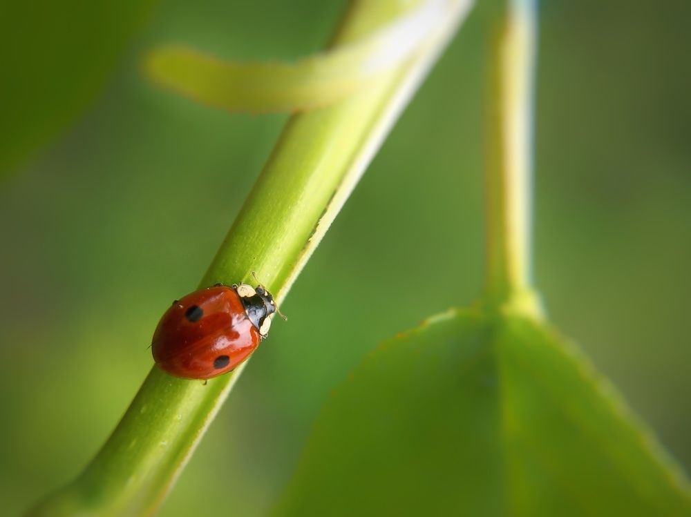 Мобильная фотография