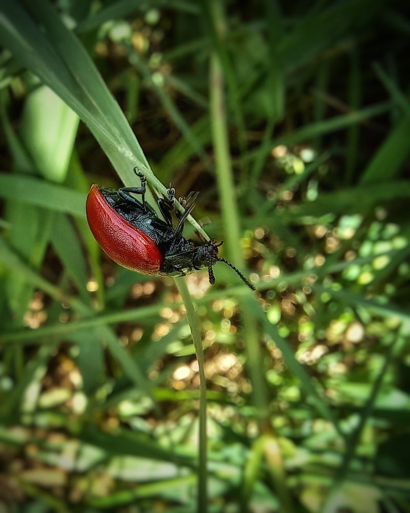 Мобильная фотография