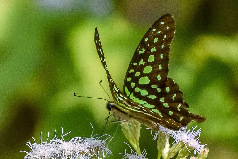 Photograph by Kamal Bhattacharjya