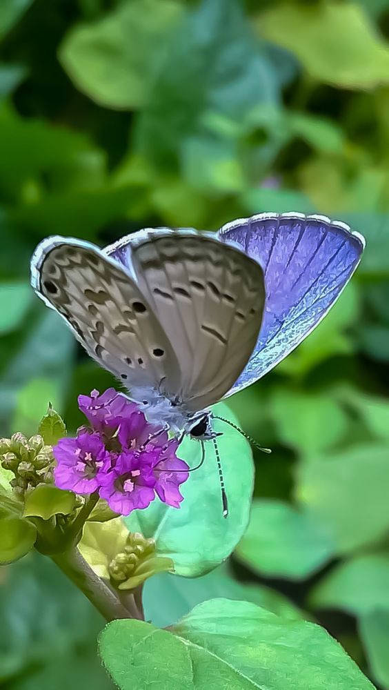 Photograph by Kamal Bhattacharjya