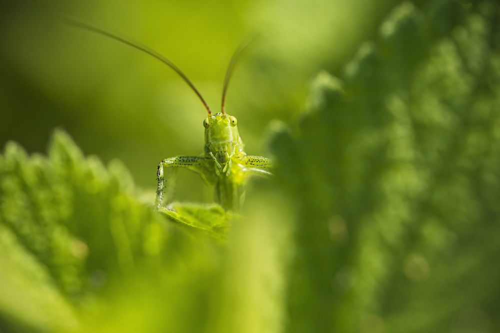 Кто на новенького?