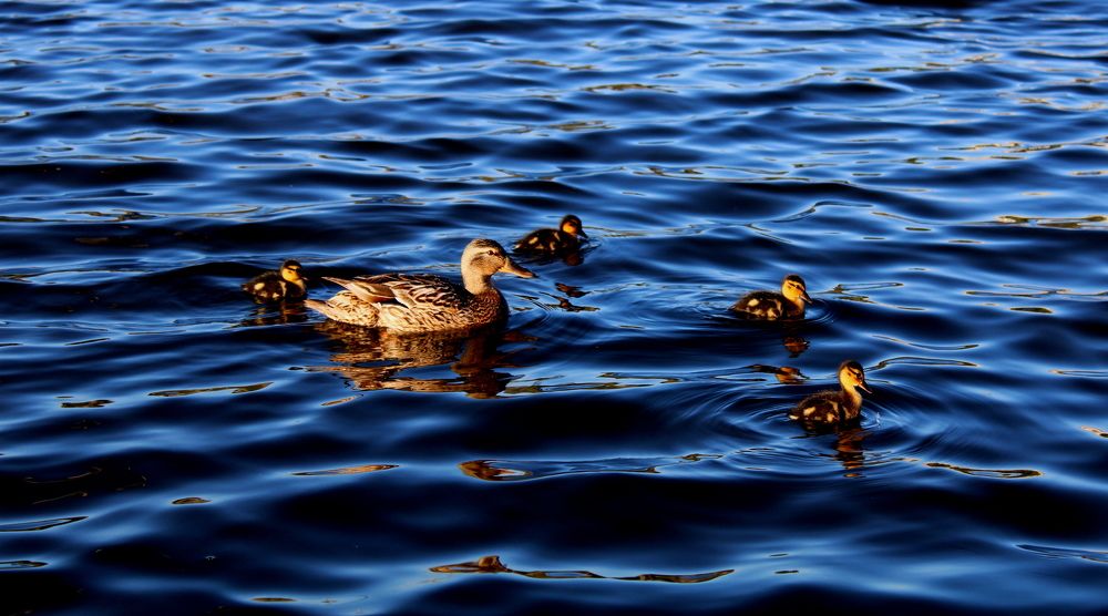 Photograph by Ирина Чечкина