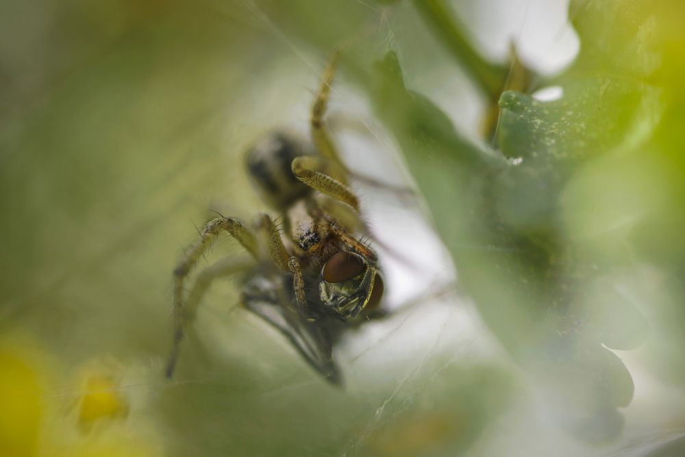 Старушка Шелоб с добычей. Лабиринтовый паук (лат. Agelena labyrinthica)