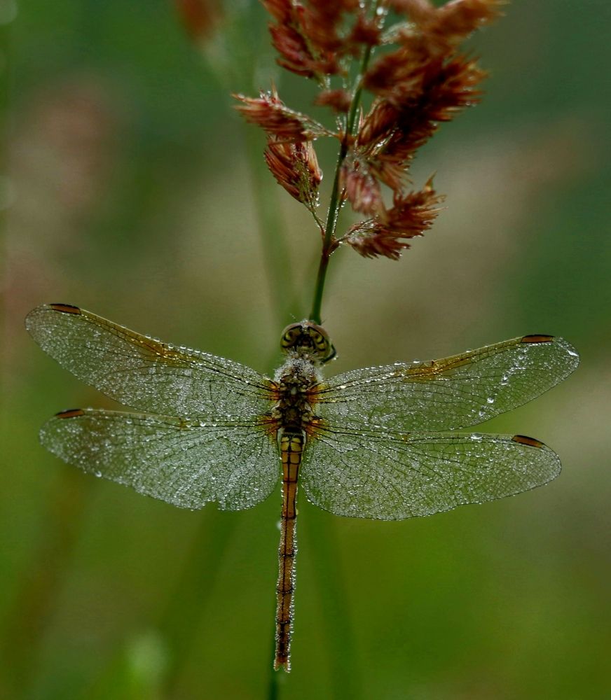 Photograph by Елена Мизина