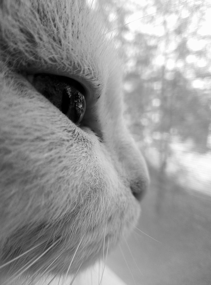 Photograph by Виталий Растрепенин