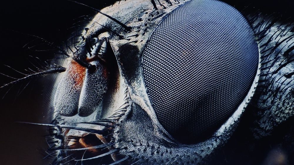 Photograph by phantoms thief