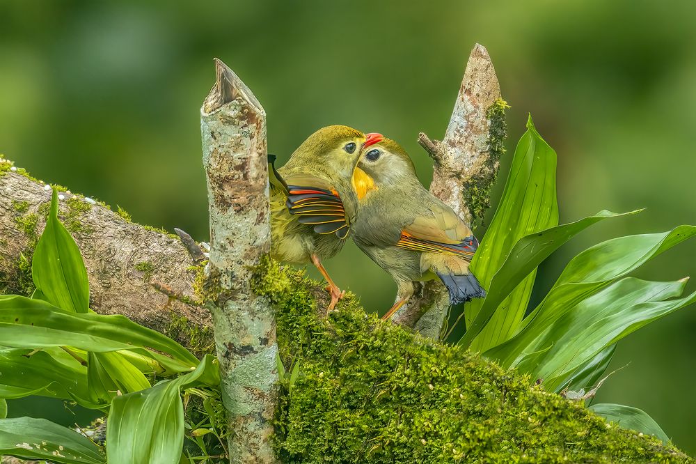 Unconditional love of the umbilical bond