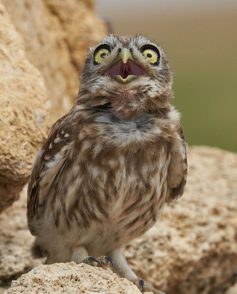 Сычик домовый