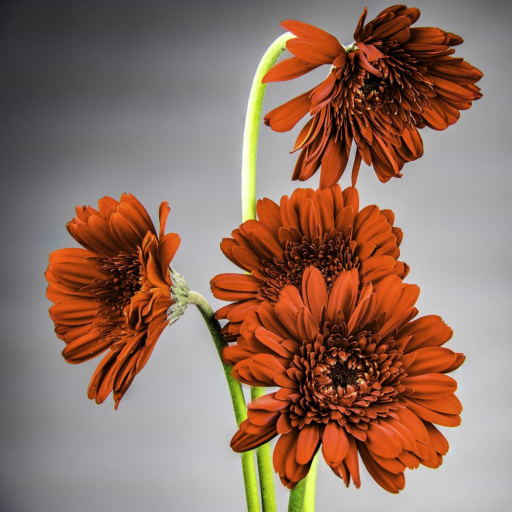 Фотография автора Raymond Asiala