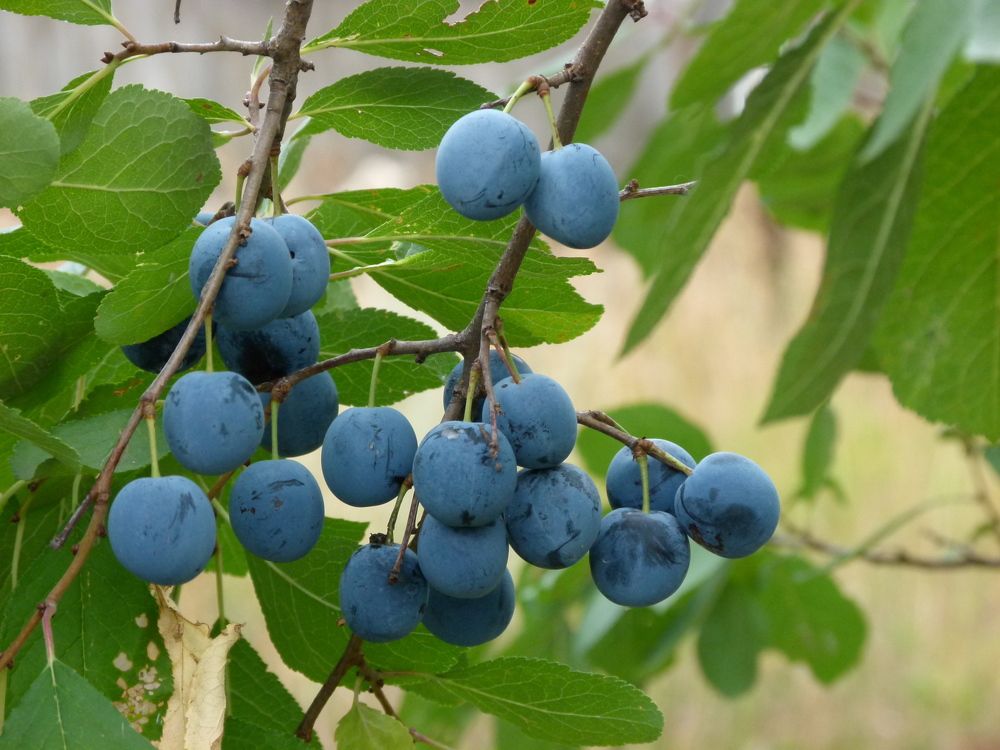 Photograph by Александр Кизим