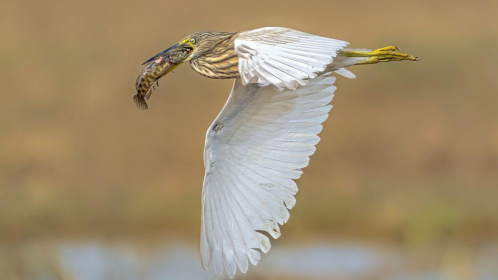 Astonishingly fishy indeed!