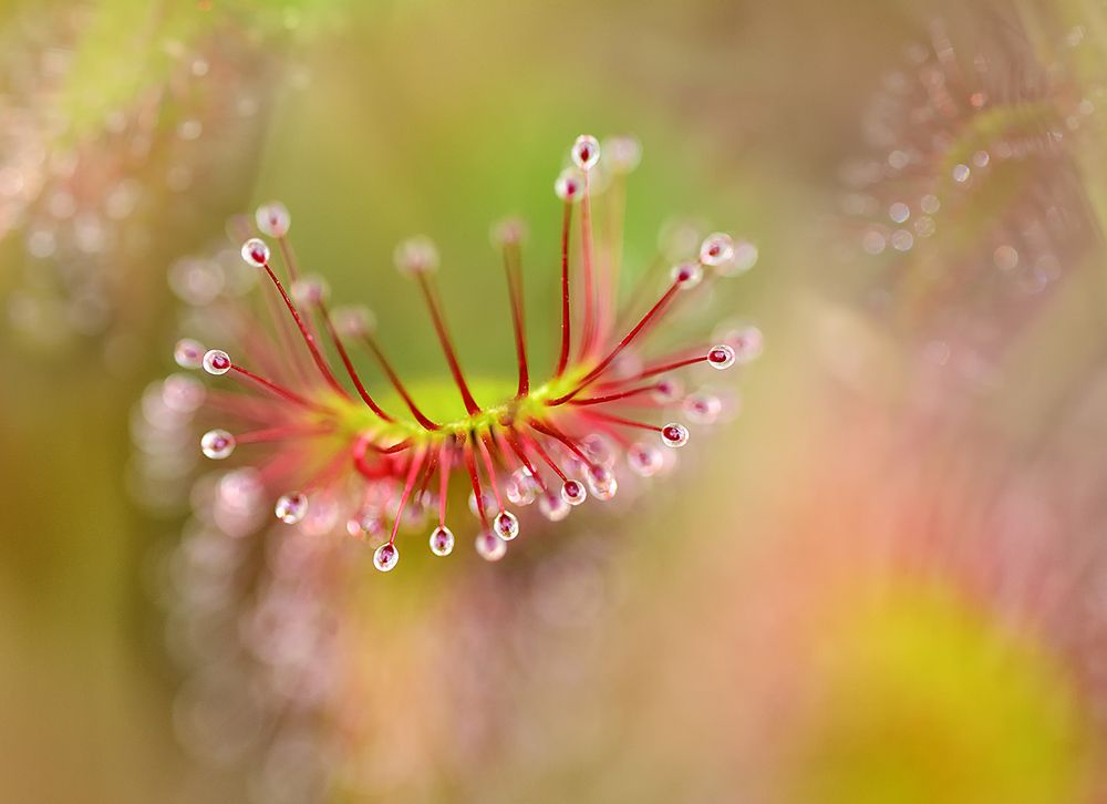 Фотография автора Анатолий Зверев