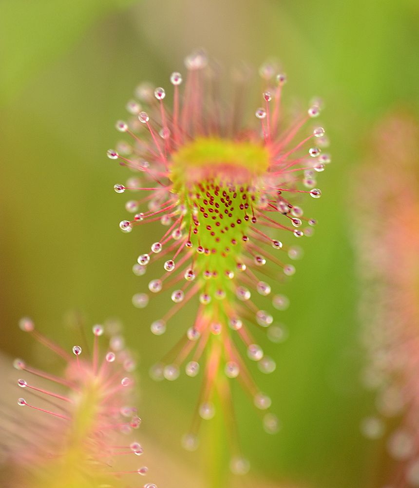Фотография автора Анатолий Зверев