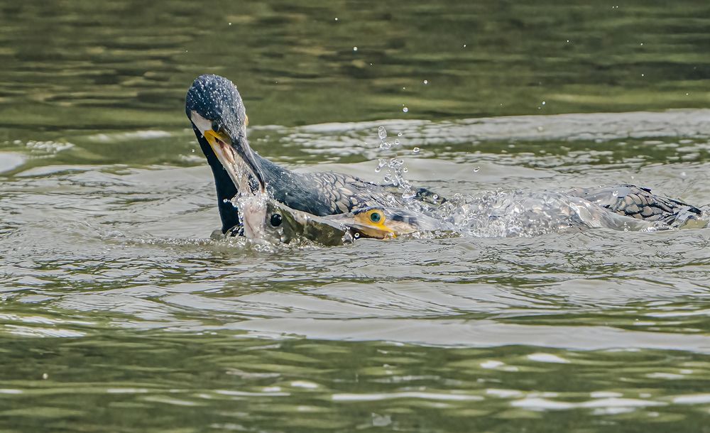 No escape whatsoever