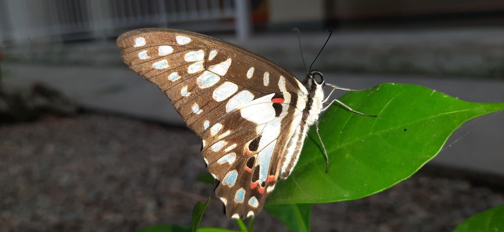 Photo #6401816