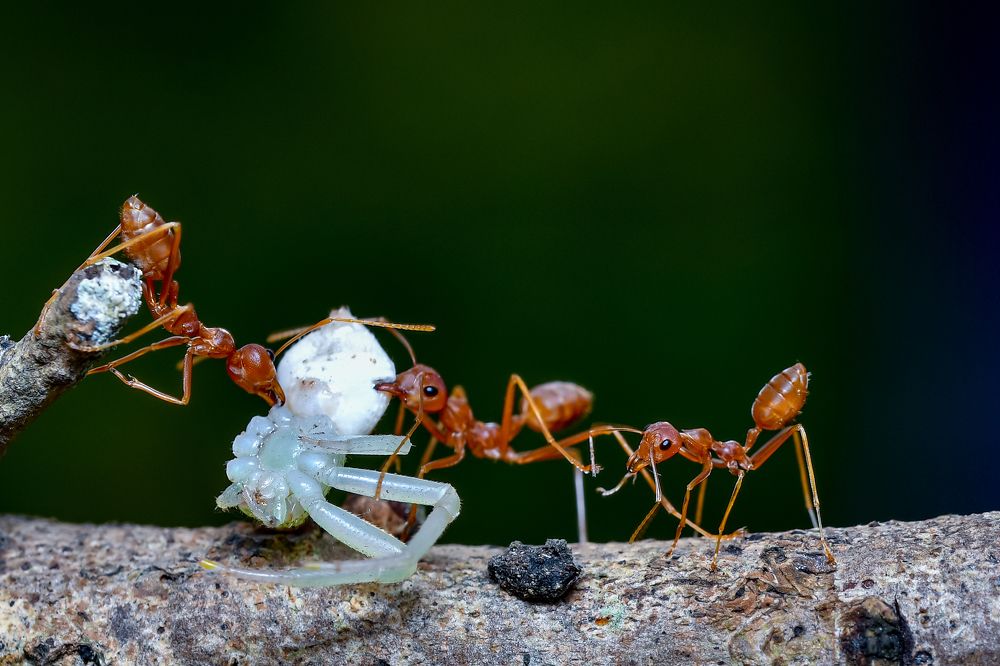 Фотография автора Pranab Kumar das