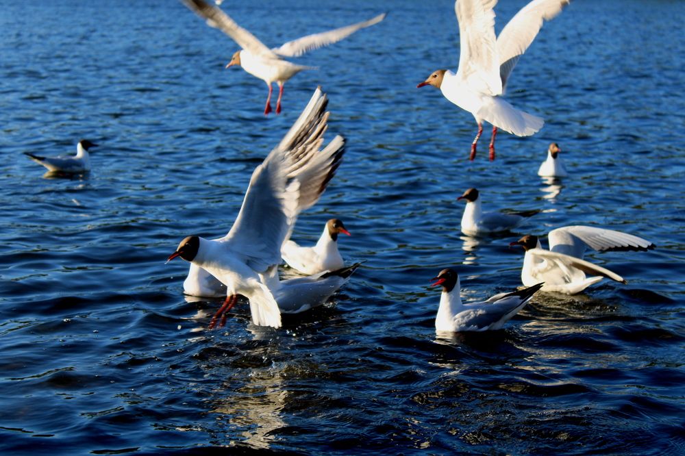 Photograph by Ирина Чечкина