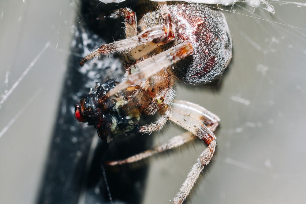 Фотография автора Георгий Петров