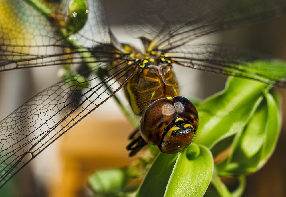 Фотография автора Александр Кременицкий