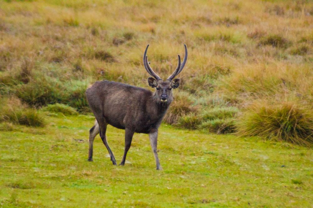 Amidst the misty plains