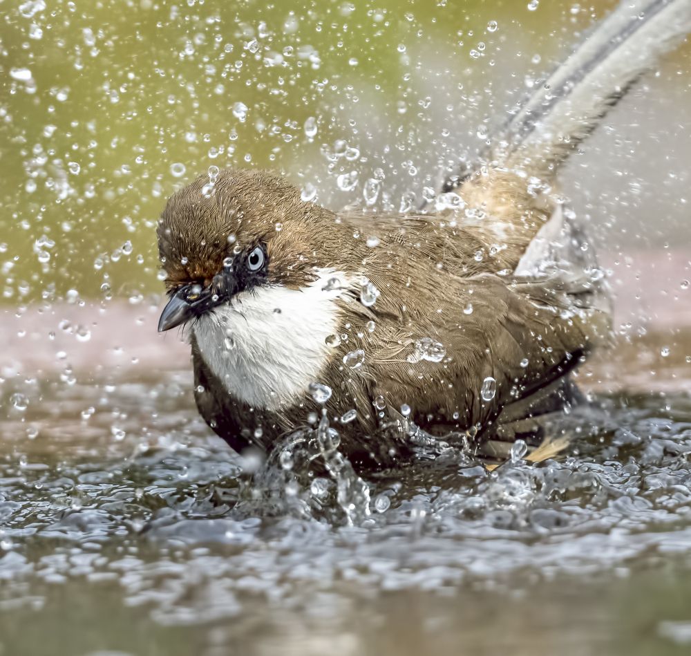 White Throated Laughingthrush