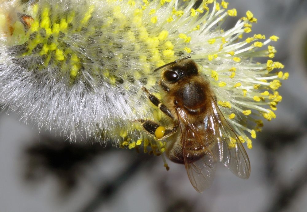 Фотография автора Михаил Назаров