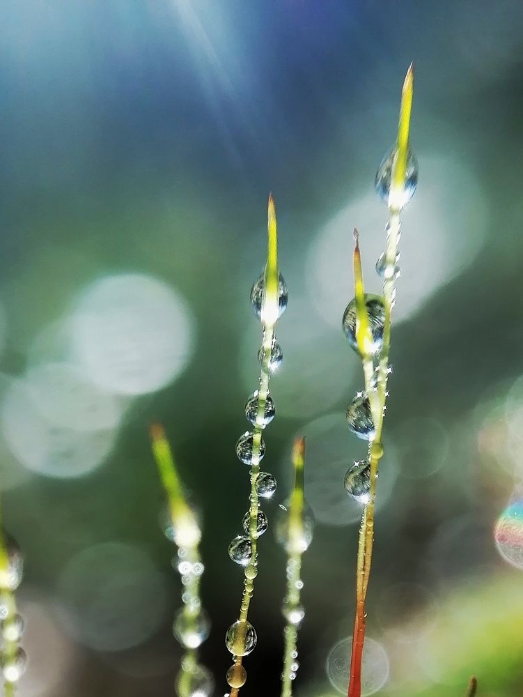 Photograph by Оксана Шевченко